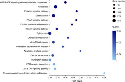 Comparative Transcriptome Analyses Characterize Expression Signatures Among Males, Females, Neo-Males, and Gynogenetic Females in the Yellow Drum (Nibea albiflora)